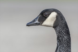 Portrait of a Canada goose (Branta canadensis) . Bas Rhin, Alsace, France, Europe