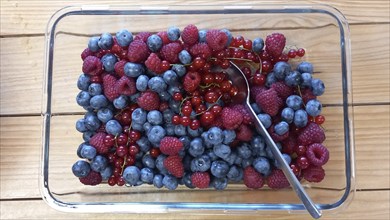 Blueberries, raspberries and redcurrants in a glass bowl, Bavaria, Germany, Europe