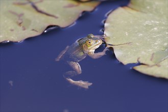 Green frog (Rana esculenta), Germany, Europe