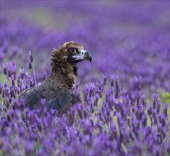 Black vulture (Aegypius monachus, in a meadow with crested lavender (Lavendula stoechas) i Castilla