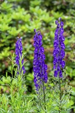 Monkshood (Aconitum napellus), North Rhine-Westphalia, Germany, Europe