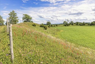 Nature reserve with flags for counting feather grass (Stipa pennata) on a flowering ridge in a