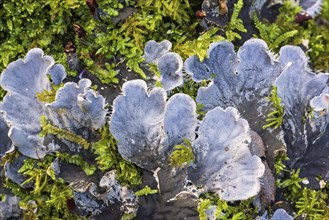 Close up at Dog lichen (Peltigera) in green moss from above