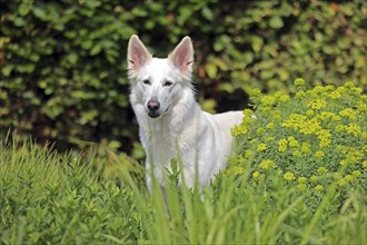 White Swiss Shepherd Dog