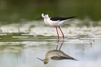 Black-winged Stilt (Himantopus himantopus), foraging in the water, Neusiedler See-Seewinkel