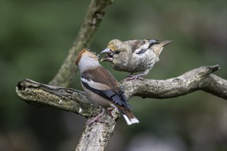 Hawfinch (Coccothraustes coccothraustes), adult bird feeding young, Emsland, Lower Saxony, Germany,