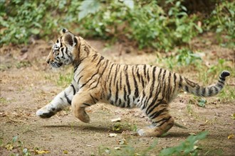 Close-up of a Siberian tiger (Panthera tigris altaica) cub, captive