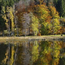 Moorweiher near Oberstdorf, Oberallgäu, Allgäu, Bavaria, Germany, Europe