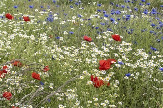 Poppy flower (Papaver Rhoeas), cornflower (Centaurea cyanea) and Scentless mayweed