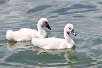 Mute swan chicks, Cygnus olor