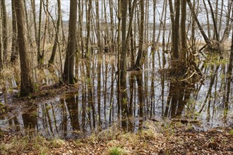 Trees in a swamp with reflection, Müritz National Park, Mecklenburg Lake District, Mecklenburg,