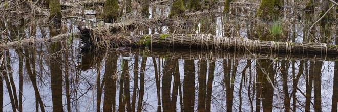 Tree trunks in the swamp, Müritz National Park, Mecklenburg Lake District, Mecklenburg,