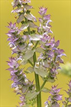 Flowers of clary (Salvia sclarea) with delicate purple blossoms on a blurred yellow background in