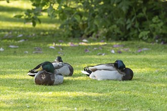 Mallard duck (Anas platyrhynchos) three adult male birds on a garden lawn, England, United Kingdom,