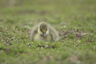 Greylag goose (Anser anser) juvenile baby gosling bird on grassland in the summer, England, United