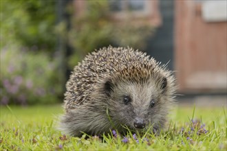 European hedgehog (Erinaceus europaeus) adult animal on an urban garden grass lawn with a shed in