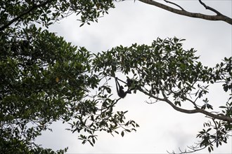 Geoffroy's spider monkey (Ateles geoffroyi), monkey sitting in a tree, Sirena, Corcovado National