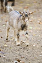 Domestic goat (Capra hircus) walking on the ground, Bavaria, Germany, Europe