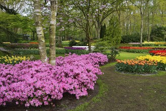 Tulips (Tulipa) and Japanese azaleas (Rhododendron) at Keukenhof, Lisse, South Holland