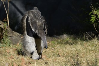 Giant Anteater (Myrmecophaga tridactyla), captive, Germany, Europe