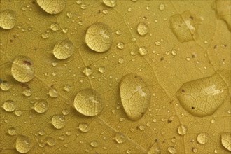 Close-up of yellow poplar leaves with water droplets conveying autumn atmosphere, Spessart,