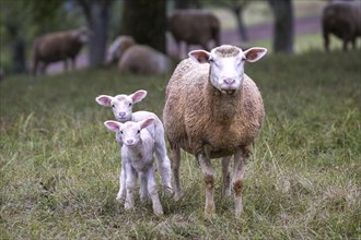 Sheep mother with two lambs on a pasture