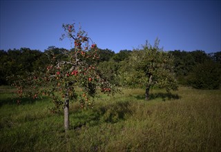 Apple tree, red apples, full, meadow orchard, Waiblingen, Baden-Württemberg, Germany, Europe