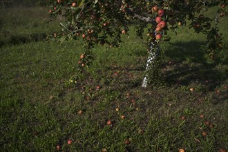 Fallen fruit, apple tree, red apples, meadow orchard, Waiblingen, Baden-Württemberg, Germany,