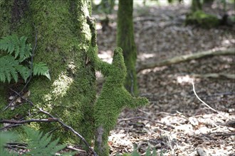 Forest, Moss, Figure, Fantasy, Gnome, On a tree trunk stands a fantasy figure overgrown with moss