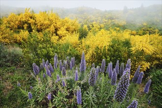 Madeira landscape with Pride of Madeira flowers and blooming Cytisus shrubs and mountains in clouds