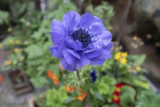 Blue anemone flower (Anemone), Bavaria, Germany, Europe