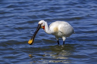 Eurasian spoonbill, common spoonbill (Platalea leucorodia) adult in breeding plumage foraging in