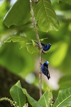 The red-legged honeycreeper (Cyanerpes cyaneus), two adult males on a branch, blue birds in the