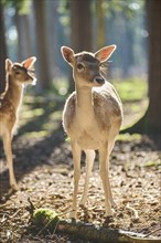 European fallow deer (Dama dama) doe in a forest, Bavaria, Germany, Europe