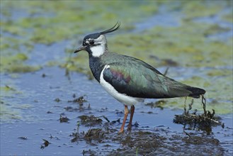 Northern lapwing (Vanellus vanellus), foraging in wet meadow, Ochsenmoor on Lake Dümmer, Lower