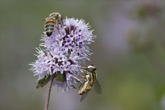 Dangling sunlover (Helophilus pendulus) and bee on flower of water mint (Mentha aquatica),