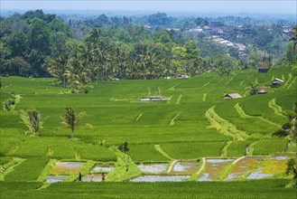 Jatiluwih, rice terrace, rice field, agriculture, export, tourism, travel, landscape, UNESCO, Bali,