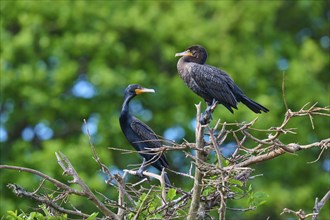 Double-crested cormorant (Phalacrocorax auritus), two birds on tree, Wakodahatchee Wetlands, Delray