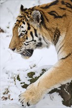 Siberian tiger (Panthera tigris altaica) walking in the snow in winter, captive, Germany, Europe