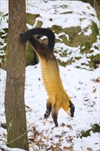 Yellow-throated marten (Martes flavigula) jumping down a tree in winter, Germany, Europe