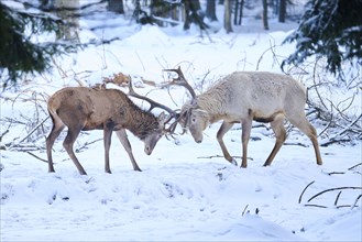 Red deer (Cervus elaphus) albino stag arguing with another in a forest in winter, snow, Bavaria,