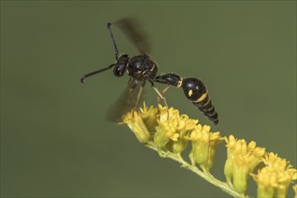 A black and yellow pollen wasp (Eumenes) taking off from Solidago canadensis (Solidago canadensis)