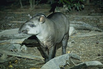 Brazilian tapir (Tapirus terrestris) in the tropical forest at night, Alta Floresta, Amazon,