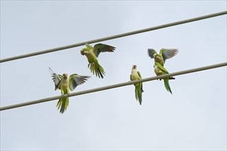 Monk parakeet (Myiopsitta monachus), several birds sitting and flying on power lines in front of a