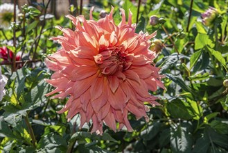 Flowering Dahlias (Dahlia), variety Fairway Spur in the Dahlia Farm in Löderup, Ystad municipality,