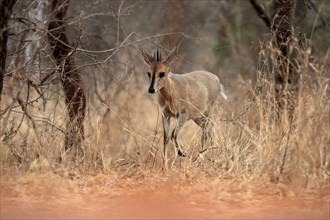 Crowned duiker (Sylvicapra grimmia), adult, male, running, foraging, Kruger National Park, Kruger