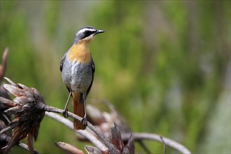 Cossypha caffra, adult, on guard, Protea, Kirstenbosch Botanical Gardens, Cape Town, South Africa,