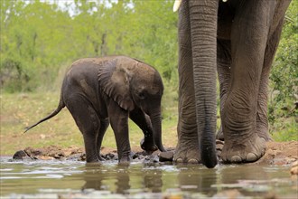 African elephant (Loxodonta africana), young animal, calf, baby elephant, mother, young animal with