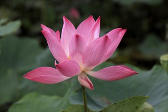 Indian lotus flower (Nelumbo nucifera), blooming, flower, aquatic plant Kinabalu, Sabah, Malaysia,