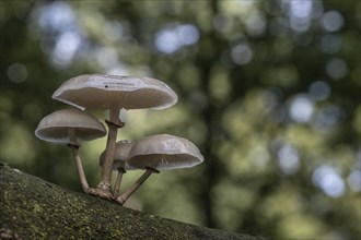 Ringed beech slime moulds (Oudemansiella mucida), Emsland, Lower Saxony, Germany, Europe